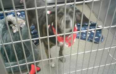 Connecticut Humane Society