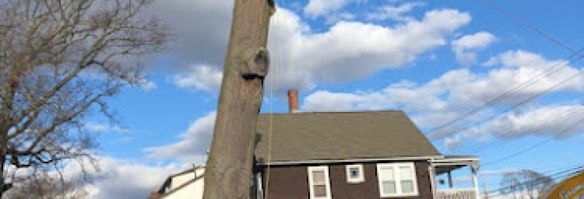 Guzman Tree Removal