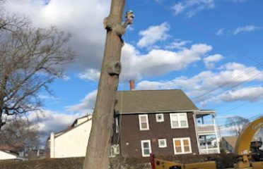 Guzman Tree Removal