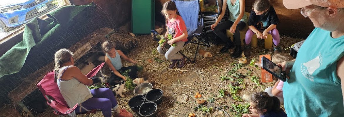 Fox Field Farm