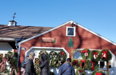 Yetter Road Christmas Tree Farm