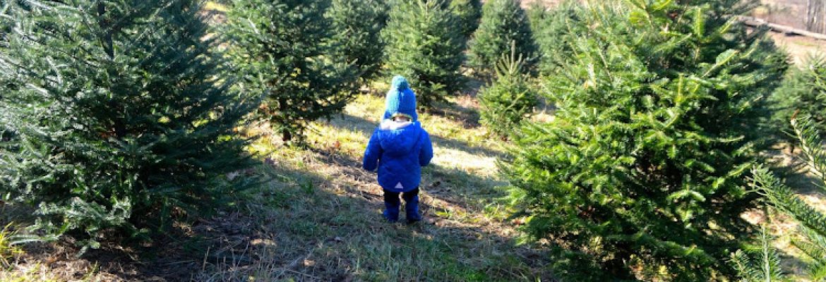 Holiday Farms