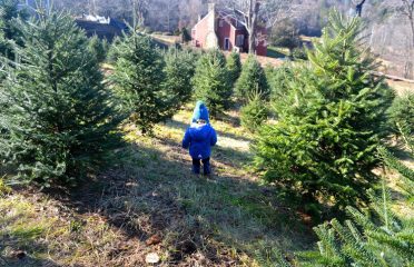 Holiday Farms