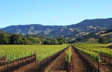Musto Wine Grape Company, LLC