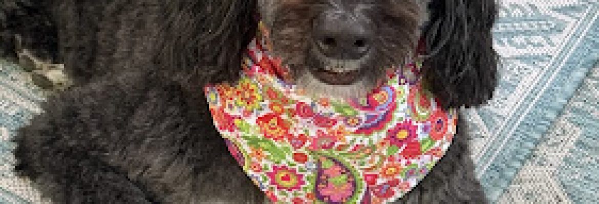 Shampooch Pet Grooming Salon