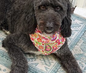 Shampooch Pet Grooming Salon