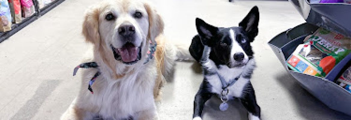 Dogology Canton- Adoption Shop