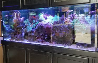 Life Aquatic