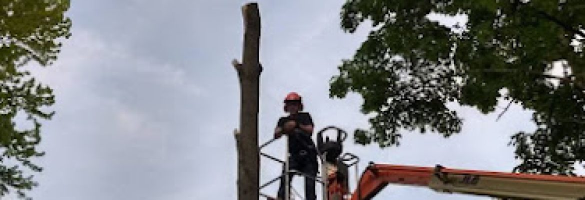 KNP Tree Removal LLC
