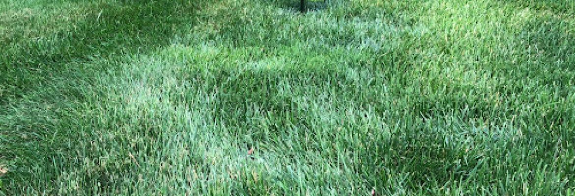 CDM Tick & Turf, LLC