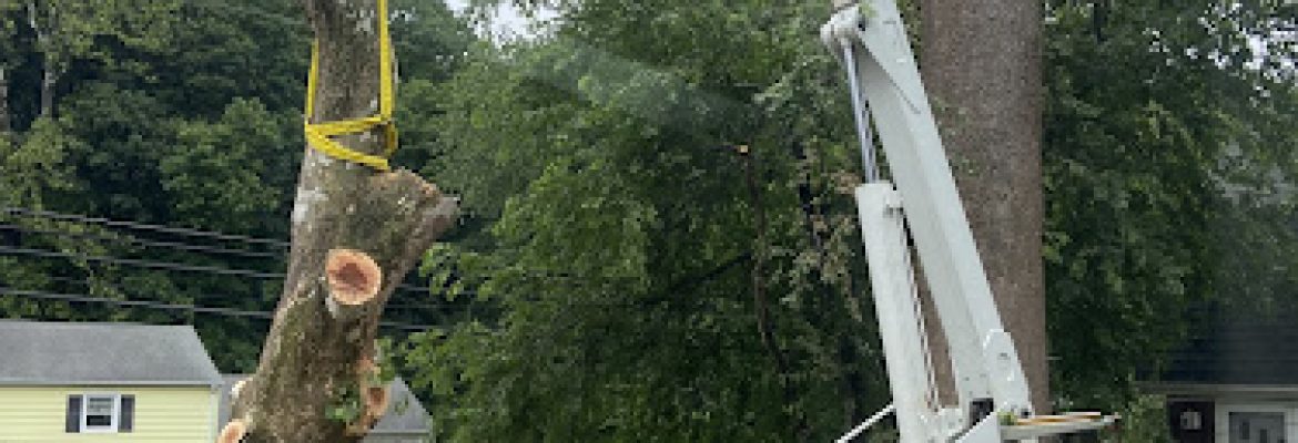 Northeast Tree Services