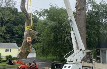 Northeast Tree Services