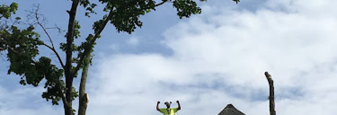 Northeastern Arboriculture – Tree Specialists