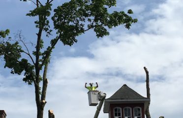 Northeastern Arboriculture – Tree Specialists