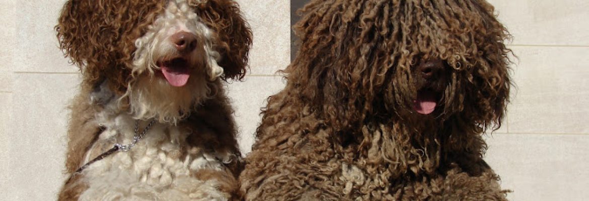 Duendes Kennel