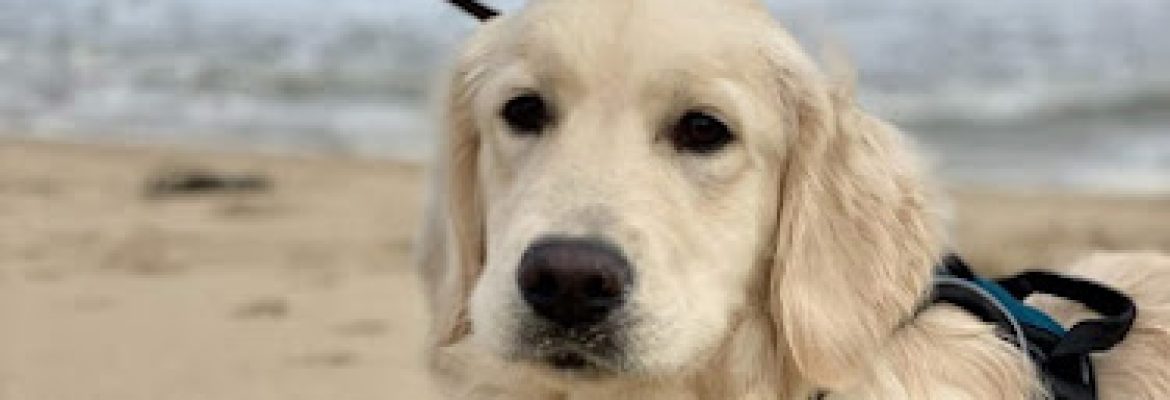 Meadow Brook Goldens