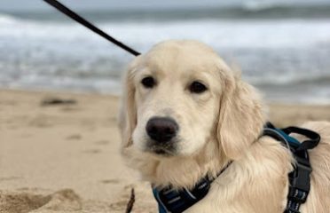 Meadow Brook Goldens