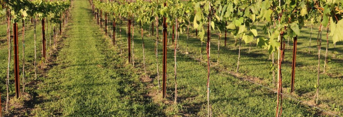 Tranquillity Vineyard & Winery