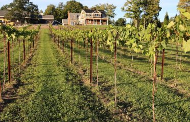 Tranquillity Vineyard & Winery