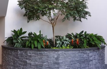 Plants A La Carte