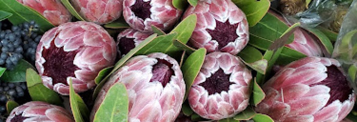 East Coast Wholesale Flowers