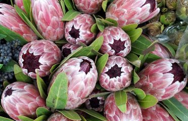 East Coast Wholesale Flowers