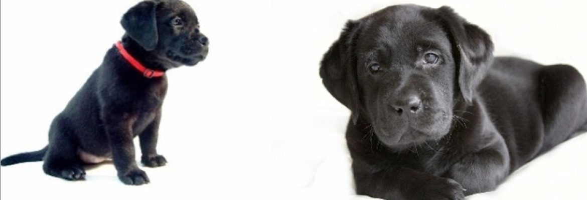 Barefoot Labradors of Killingworth