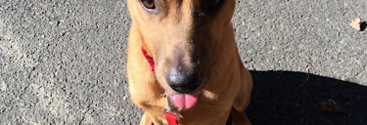 The Perfect Pup, LLC