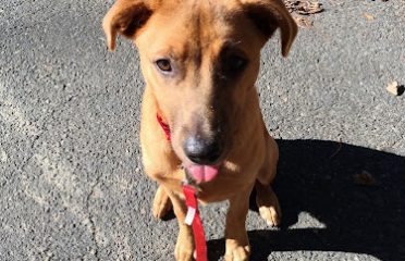 The Perfect Pup, LLC