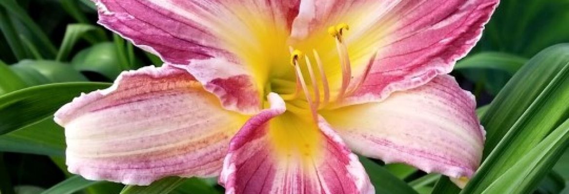 Ctdaylily