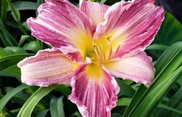 Ctdaylily
