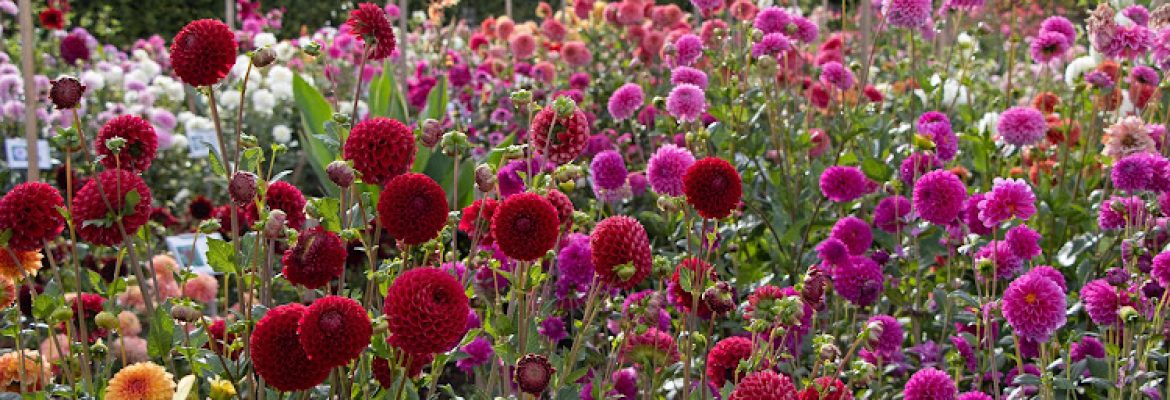 White Flower Farm Inc