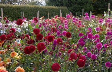 White Flower Farm Inc