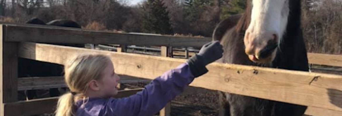 Connecticut Draft Horse Rescue