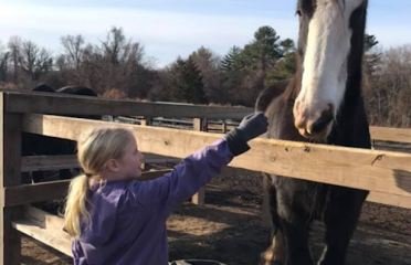 Connecticut Draft Horse Rescue