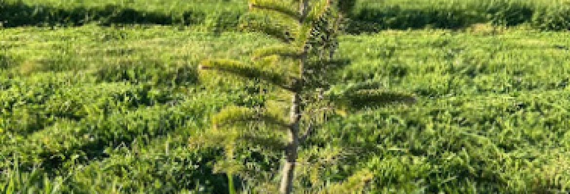 Countryside Tree Farm
