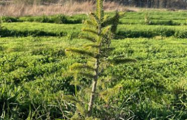 Countryside Tree Farm
