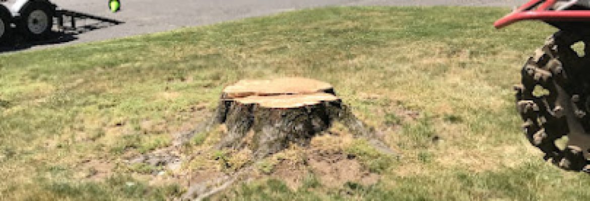 Stump “OFF” LLC Stump Grinding