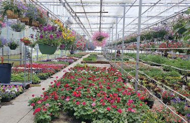 North Guilford Nurseries