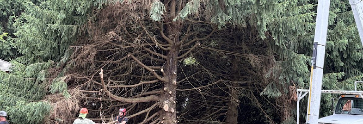 Elliott Tree Service