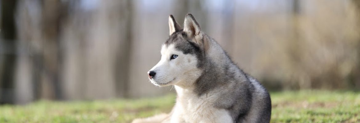 Songbird Siberians