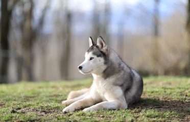 Songbird Siberians