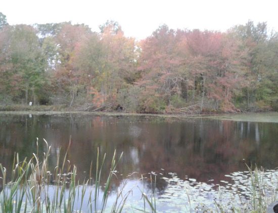 Sunny Waters Mobile Home Park