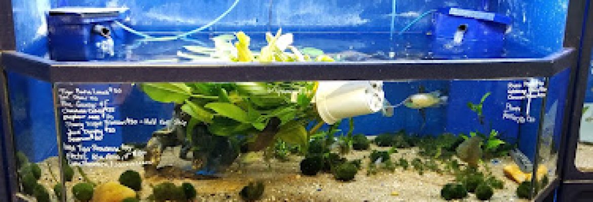 Aquatic Wildlife Co