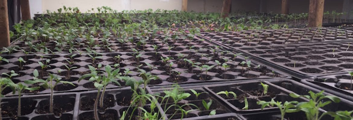 Urban Fresh Gardens