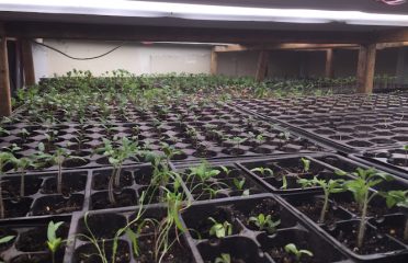 Urban Fresh Gardens