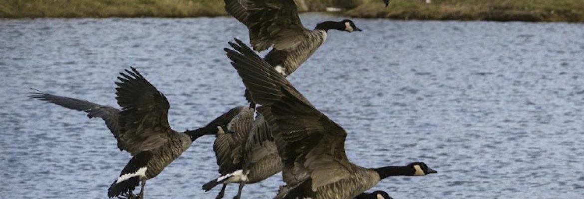 Tri State Geese-Patrol