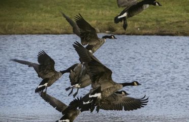 Tri State Geese-Patrol