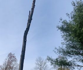 Jairo’s Tree Service