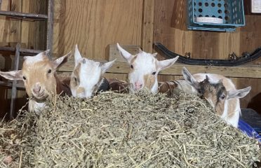 Whispering Winds Farm